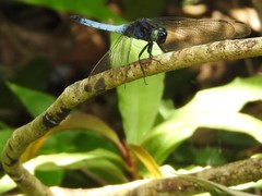 Orthetrum triangulare