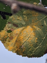 Melampsoridium betulinum
