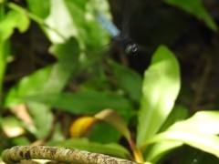 Orthetrum triangulare