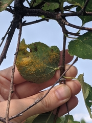 Melampsoridium betulinum