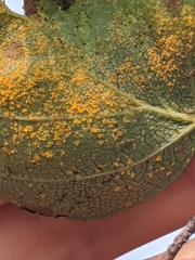 Melampsoridium betulinum