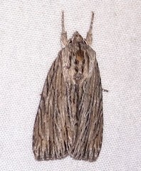Acronicta lithospila