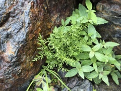 Cryptogramma cascadensis