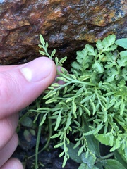 Cryptogramma cascadensis