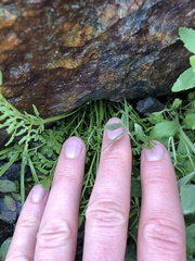 Cryptogramma cascadensis