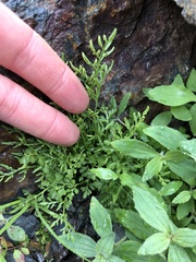 Cryptogramma cascadensis