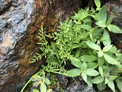 Cryptogramma cascadensis
