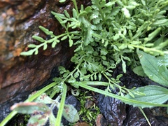 Cryptogramma cascadensis