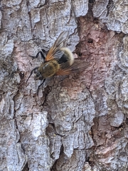 Mesembrina decipiens