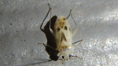 Plagiognathus albatus