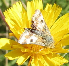 Schinia cardui
