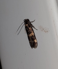 Oegoconia deauratella