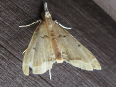 Trichophysetis cretacea