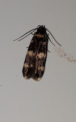 Oegoconia deauratella