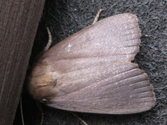 Amphipyra livida
