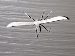 Hellinsia homodactylus