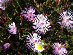Lampranthus filicaulis