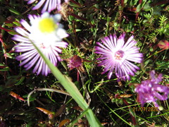 Lampranthus filicaulis