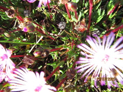 Lampranthus filicaulis