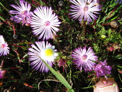 Lampranthus filicaulis