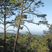 Pinus gordoniana - Photo (c) Christian Frausto Bernal,  זכויות יוצרים חלקיות (CC BY-SA)
