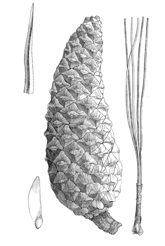 Douglas pine