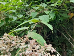 Rubus paniculatus