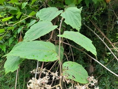Rubus paniculatus