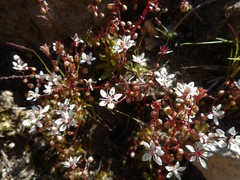 Micranthes bryophora
