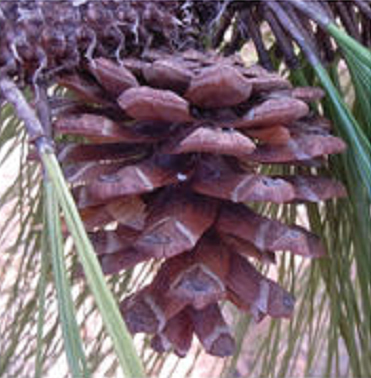 Douglas pine
