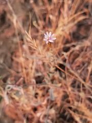 Lessingia nemaclada