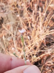 Lessingia nemaclada