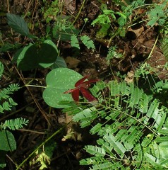 Neurothemis ramburii