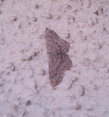 Cyclophora pendularia