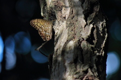 Neope goschkevitschii