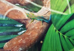 Phelsuma cepediana