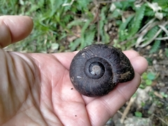 Powelliphanta annectens