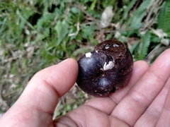 Powelliphanta annectens