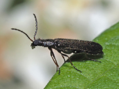 Dasytes virens