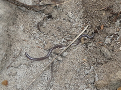 Indotyphlops braminus