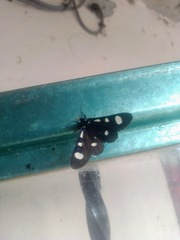 Alypiodes bimaculata