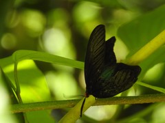 Histia flabellicornis