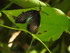 Histia flabellicornis