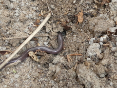 Indotyphlops braminus