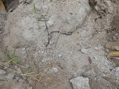 Indotyphlops braminus