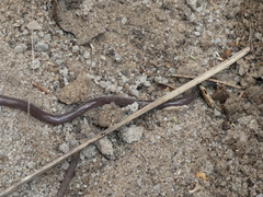 Indotyphlops braminus