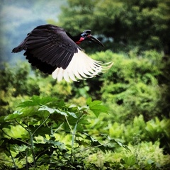 Abyssinian Ground-Hornbill photo 2