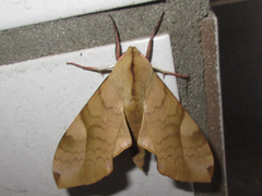 Clanis bilineata