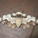 Biston regalis - Photo (c) onidiras-iNaturalist, some rights reserved (CC BY-NC), uploaded by onidiras-iNaturalist