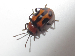 Ancylopus pictus